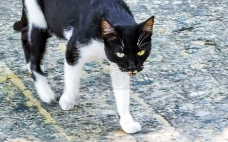 Black and white stray cat in the locality in Zicatela Puerto Escondido Oaxaca Mexico.