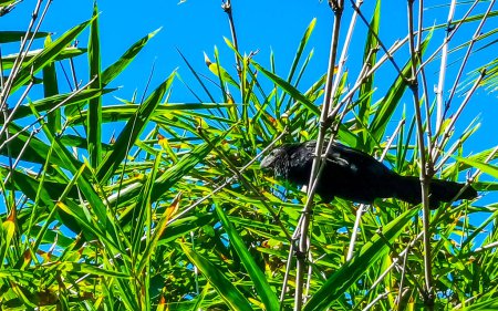 Photo for Black crows and corvids sitting on branch with blue sky background in Zicatela Puerto Escondido Oaxaca Mexico. - Royalty Free Image