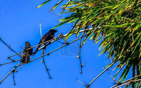 Photo for Black crows and corvids sitting on branch with blue sky background in Zicatela Puerto Escondido Oaxaca Mexico. - Royalty Free Image