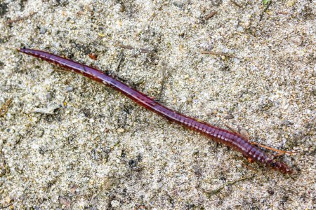 Photo for Creeping long red worm in Pipinsburg in Geestland Cuxhaven Lower Saxony Germany. - Royalty Free Image