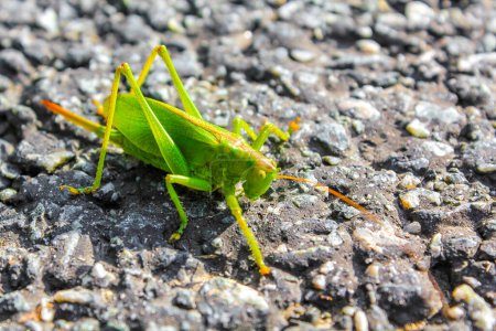 Téléchargez les photos : Un énorme insecte de sauterelle verte rampe sur l'herbe du sol à la digue Weddewarden à Bremerhaven Brême, Allemagne. - en image libre de droit