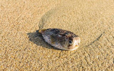 Photo for Dead puffer fish washed up on the beach lies on the sand in Zicatela Puerto Escondido Oaxaca Mexico. - Royalty Free Image