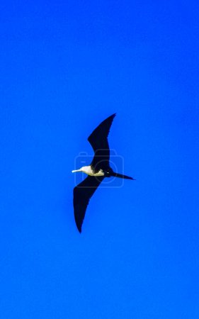 Foto de Fregat aves bandada están volando alrededor con fondo de cielo azul sobre la playa en Zicatela Puerto Escondido Oaxaca México. - Imagen libre de derechos