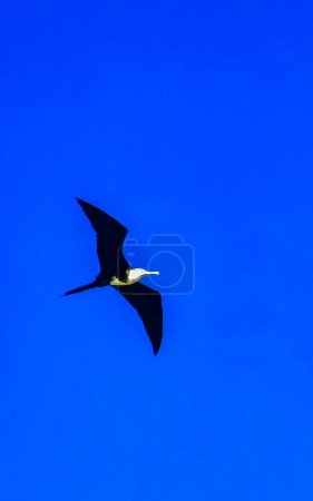 Foto de Fregat aves bandada están volando alrededor con fondo de cielo azul sobre la playa en Zicatela Puerto Escondido Oaxaca México. - Imagen libre de derechos