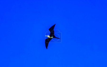 Photo for Fregat bird birds flock are flying around with blue sky background above the beach in Zicatela Puerto Escondido Oaxaca Mexico. - Royalty Free Image