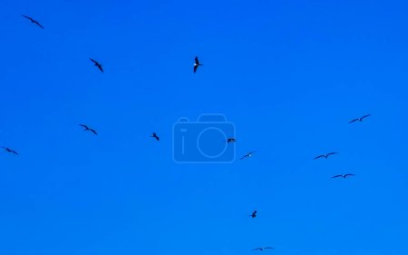 Photo for Fregat bird birds flock are flying around with blue sky background above the beach in Zicatela Puerto Escondido Oaxaca Mexico. - Royalty Free Image