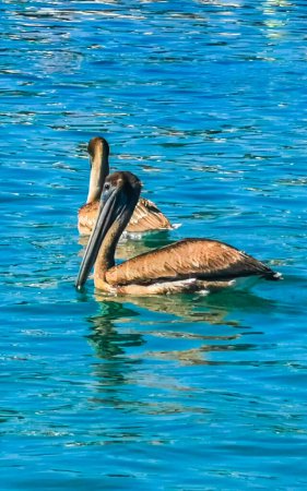 Photo for Pelican bird pelicans birds swim in water and drift by waves in Zicatela Puerto Escondido Oaxaca Mexico. - Royalty Free Image
