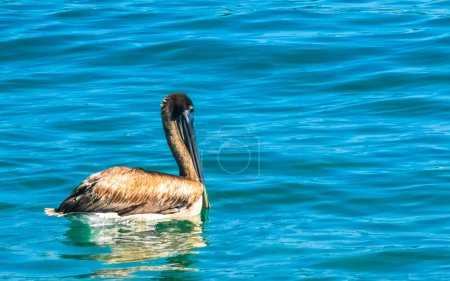 Photo for Pelican bird pelicans birds swim in water and drift by waves in Zicatela Puerto Escondido Oaxaca Mexico. - Royalty Free Image