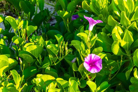 Photo for Beautiful pink violet purple morning glory or Goat's foot Ipomoea pes-caprae creeping flower plant flowers of railroad vine in Playa del Carmen Quintana Roo Mexico. - Royalty Free Image