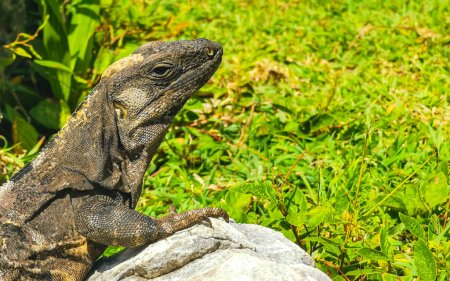 Photo for Huge Iguana gecko animal on rocks at the ancient Tulum ruins Mayan site with temple ruins pyramids and artifacts in the tropical natural jungle forest palm and seascape panorama view in Tulum Mexico. - Royalty Free Image