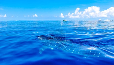Photo for Huge beautiful whale shark swims on the water surface on boat tour in Cancun Quintana Roo Mexico. - Royalty Free Image