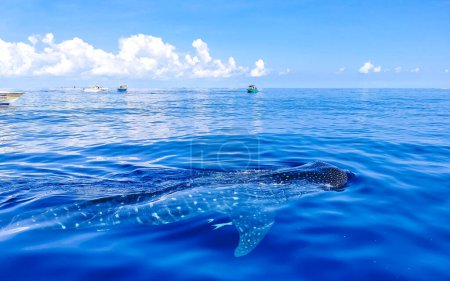 Enorme tiburón ballena hermosa nada en la superficie del agua en paseo en barco en Cancún Quintana Roo México.