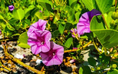 Photo for Beautiful pink violet purple morning glory or Goat's foot Ipomoea pes-caprae creeping flower plant flowers of railroad vine in Zicatela Puerto Escondido Oaxaca Mexico. - Royalty Free Image