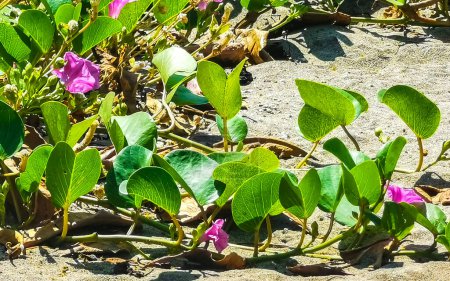 Photo for Beautiful pink violet purple morning glory or Goat's foot Ipomoea pes-caprae creeping flower plant flowers of railroad vine in Zicatela Puerto Escondido Oaxaca Mexico. - Royalty Free Image