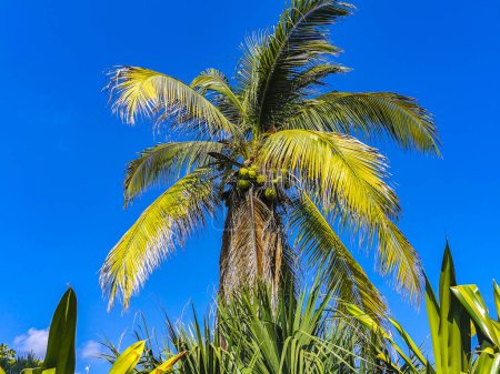 Photo for Tropical natural mexican palm tree with coconuts and blue sky background in Zicatela Puerto Escondido Oaxaca Mexico. - Royalty Free Image