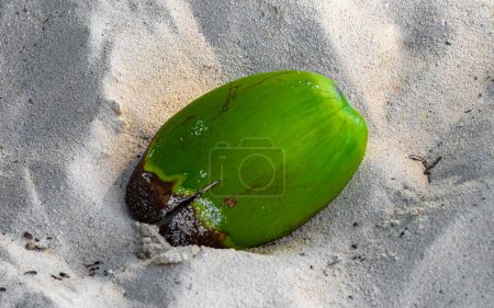 Téléchargez les photos : Old fallen coconut lies on the beach and rots away in Playa del Carmen Quintana Roo Mexico. - en image libre de droit