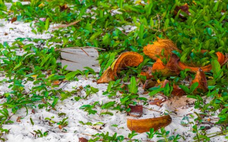 Téléchargez les photos : Old fallen coconut lies on the beach and rots away in Playa del Carmen Quintana Roo Mexico. - en image libre de droit