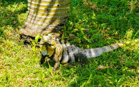 Photo for Huge Iguana gecko animal on grass at the ancient Tulum ruins Mayan site with temple ruins pyramids and artifacts in the tropical natural jungle forest palm and seascape panorama view in Tulum Mexico. - Royalty Free Image
