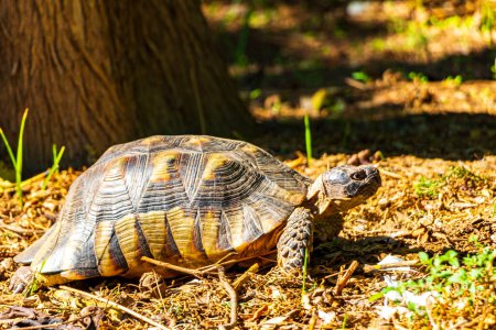 Photo for Tortoise crawling on the forest floor in Athens Attica Greece. - Royalty Free Image