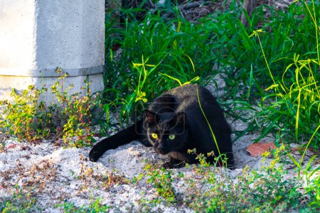 Foto de Black and puma cougar cat lurking in grass busheson Isla Holbox island in Quintana Roo Mexico. - Imagen libre de derechos