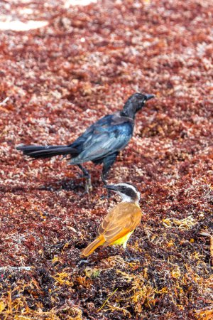 Téléchargez les photos : Great Kiskadee yellow brown male female and Great-Tailed Grackle bird birds eating disgusting sargazo at tropical mexican beach in Playa del Carmen Quintana Roo Mexico. - en image libre de droit