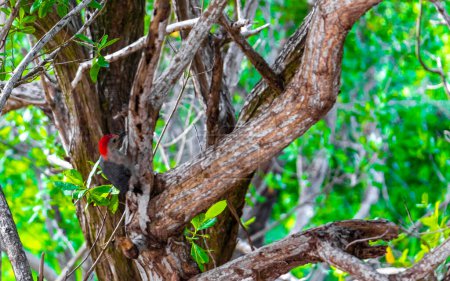 Foto de Red bellied woodpecker hammering drill on tree trunk in Playa del Carmen Quintana Roo Mexico. - Imagen libre de derechos
