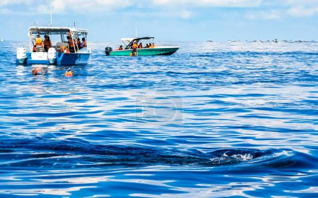 Téléchargez les photos : Un énorme requin baleine nage sur la surface de l'eau lors d'une excursion en bateau à Cancun Quintana Roo Mexique. - en image libre de droit