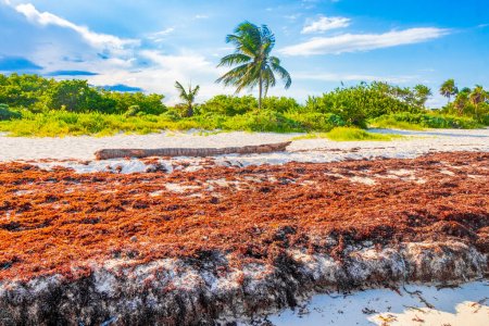 Téléchargez les photos : Tropical mexican beach landscape panorama with clear turquoise blue water and seaweed sargazo in Playa del Carmen Mexico. - en image libre de droit