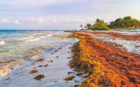 The beautiful Caribbean beach totally filthy and dirty the nasty seaweed sargazo problem in Playa del Carmen Quintana Roo Mexico.
