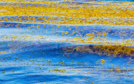 Foto de Mucha agua de playa caribeña muy asquerosa y sucia con sargazo de algas en Playa del Carmen Quintana Roo México. - Imagen libre de derechos