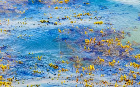 Téléchargez les photos : Beaucoup d'eau de plage des Caraïbes très dégoûtante et sale avec des algues sargazo à Playa del Carmen Quintana Roo Mexique. - en image libre de droit