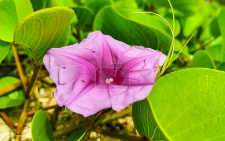 Photo for Beautiful pink violet purple morning glory or Goat's foot Ipomoea pes-caprae creeping flower plant flowers of railroad vine in Playa del Carmen Quintana Roo Mexico. - Royalty Free Image