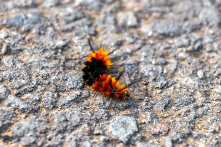 Téléchargez les photos : Wonderful hairy orange and black caterpillar on asphalt in Para Heredia Costa Rica in Central America. - en image libre de droit