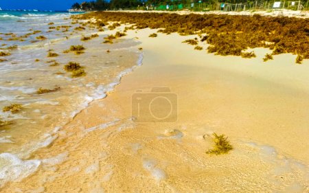 Tropical Caribbean beach landscape panorama with clear turquoise blue water and seaweed sargazo in Playa del Carmen Mexico.