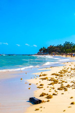 Téléchargez les photos : Tropical Caribbean beach landscape panorama with clear turquoise blue water and seaweed sargazo in Playa del Carmen Mexico. - en image libre de droit