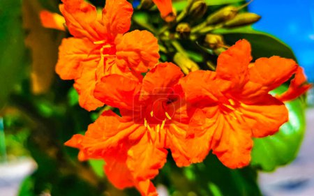 Photo for Kou Cordia subcordata flowering tree with orange flowers beach cordia sea trumpet with green leaves and blue sky background in Playa del Carmen Mexico. - Royalty Free Image