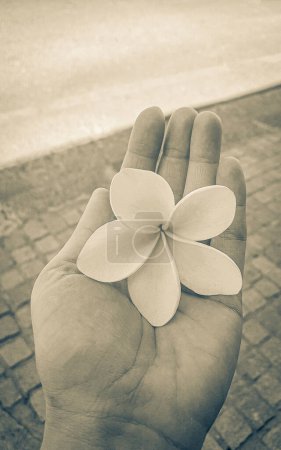 Photo for Yellow white Plumeria flower in a woman's hand. Plumeria frangipani in Cape Town. - Royalty Free Image