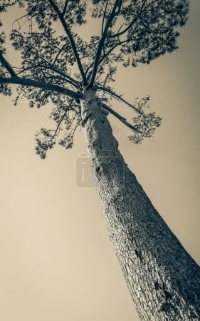Photo for Big old african pine. Treetop and stem. Pines, firs, evergreen trees. Cape Town, South Africa. - Royalty Free Image