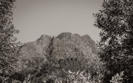 Photo for Mountains in the Tablemountain National Park, Cape Town, South Africa. Panorama of forest, blue sky and mountains. - Royalty Free Image