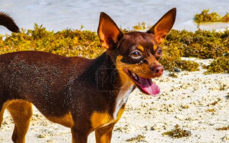 Téléchargez les photos : Beau mignon mexicain brun russe jouet chien terrier joue avec un bâton à incroyable et belle côte caribéenne et vue panoramique sur la plage avec de l'eau turquoise de Playa del Carmen à Quintana Roo Mexique. - en image libre de droit