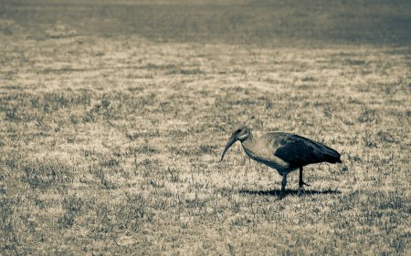 Foto de Hadada ibis, hermosas aves silvestres en Sudáfrica - Imagen libre de derechos