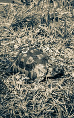 Photo for Turtle in the grass in Kirstenbosch Botanical Garden in Cape Town. - Royalty Free Image