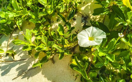 Photo for Beautiful white and yellow morning glory or Goat's foot Ipomoea pes-caprae creeping flower plant flowers of railroad vine in Playa del Carmen Quintana Roo Mexico. - Royalty Free Image