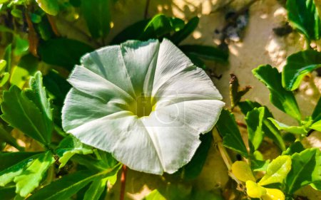 Photo for Beautiful white and yellow morning glory or Goat's foot Ipomoea pes-caprae creeping flower plant flowers of railroad vine in Playa del Carmen Quintana Roo Mexico. - Royalty Free Image