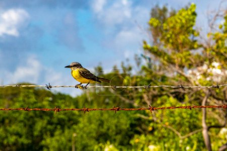 Téléchargez les photos : Grande kiskadee assis sur une clôture en fil de fer barbelé à la jungle tropicale des Caraïbes nature à Playa del Carmen Quintana Roo Mexique. - en image libre de droit