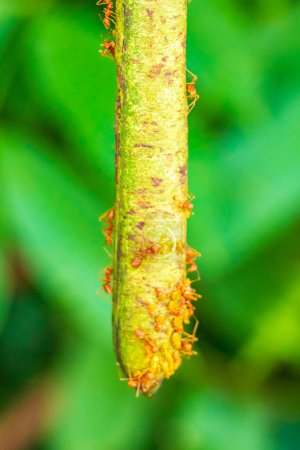 Photo for Big red tropical ants crawling climbing on plants tree in Sakhu Thalang on Phuket island Thailand in Southeastasia Asia. - Royalty Free Image