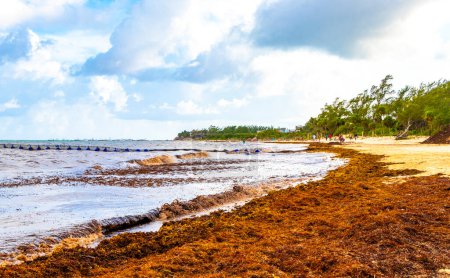 Téléchargez les photos : The beautiful Caribbean beach totally filthy and dirty the nasty seaweed sargazo problem in Playa del Carmen Quintana Roo Mexico. - en image libre de droit