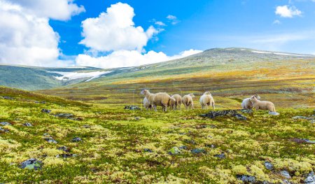 Ovejas pastando en una hermosa montaña y paisaje panorámico con naturaleza virgen colinas y rocas piedras en el Parque Nacional Rondane Ringbu Innlandet Noruega en Escandinavia.