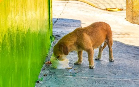 Hambriento perro callejero come restos de comida de la calle en Playa del Carmen Quintana Roo México.