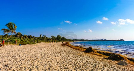 Téléchargez les photos : Playa del Carmen Mexique 31. Mars 2023 Panorama tropical du paysage de plage des Caraïbes avec eau turquoise claire et sargazo aux algues à Playa del Carmen Mexique. - en image libre de droit